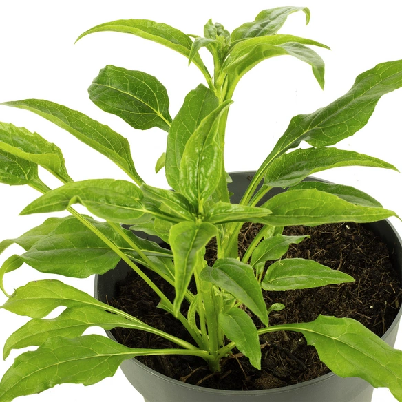 Purpur-Sonnenhut, Echinacea Purpurea