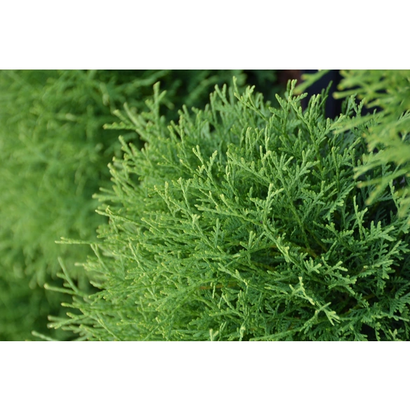 Zwerg-Lebensbaum, Thuja occidentalis »Tiny Tim«, winterhart
