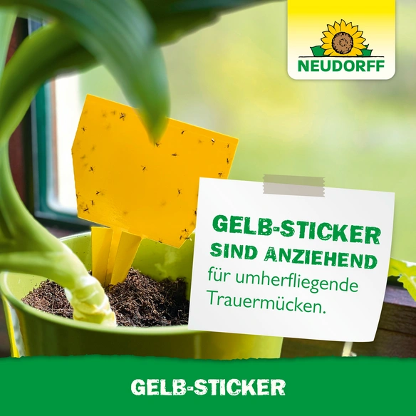 Leimfalle, Leim, 10 Stk., Bio-Qualität