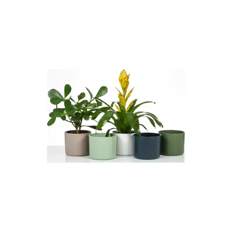 Blumentopf Linden Green