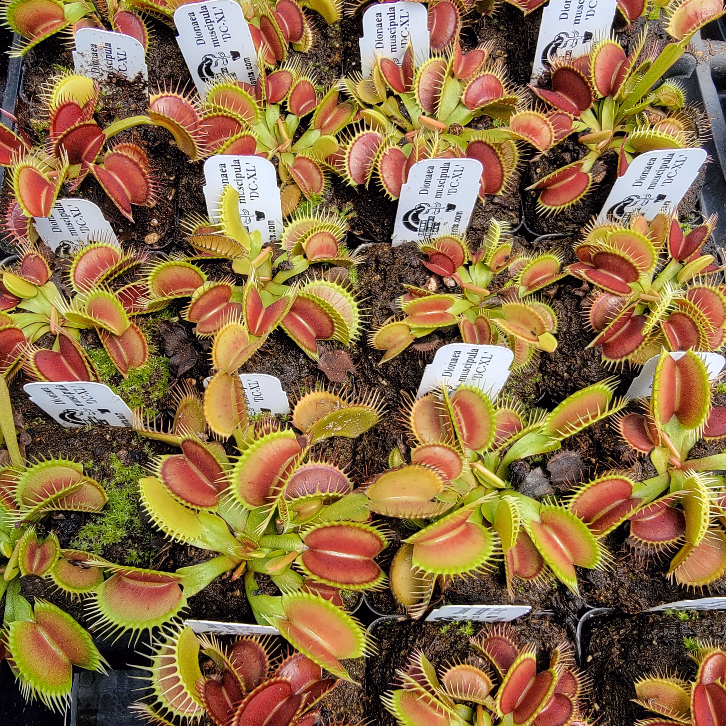 Venus flytrap 'DC-XL' -Lab Grown-