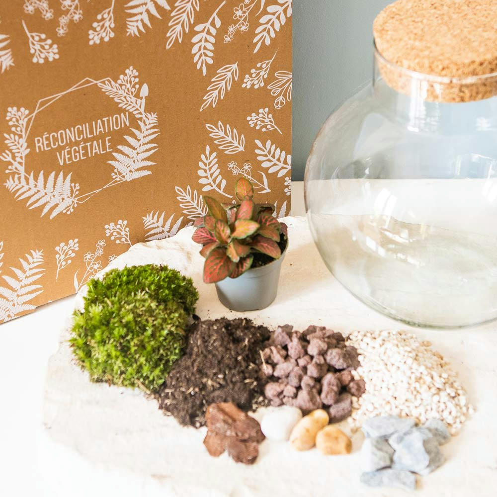 DIY - Kit pour terrarium 1 fittonia rouge