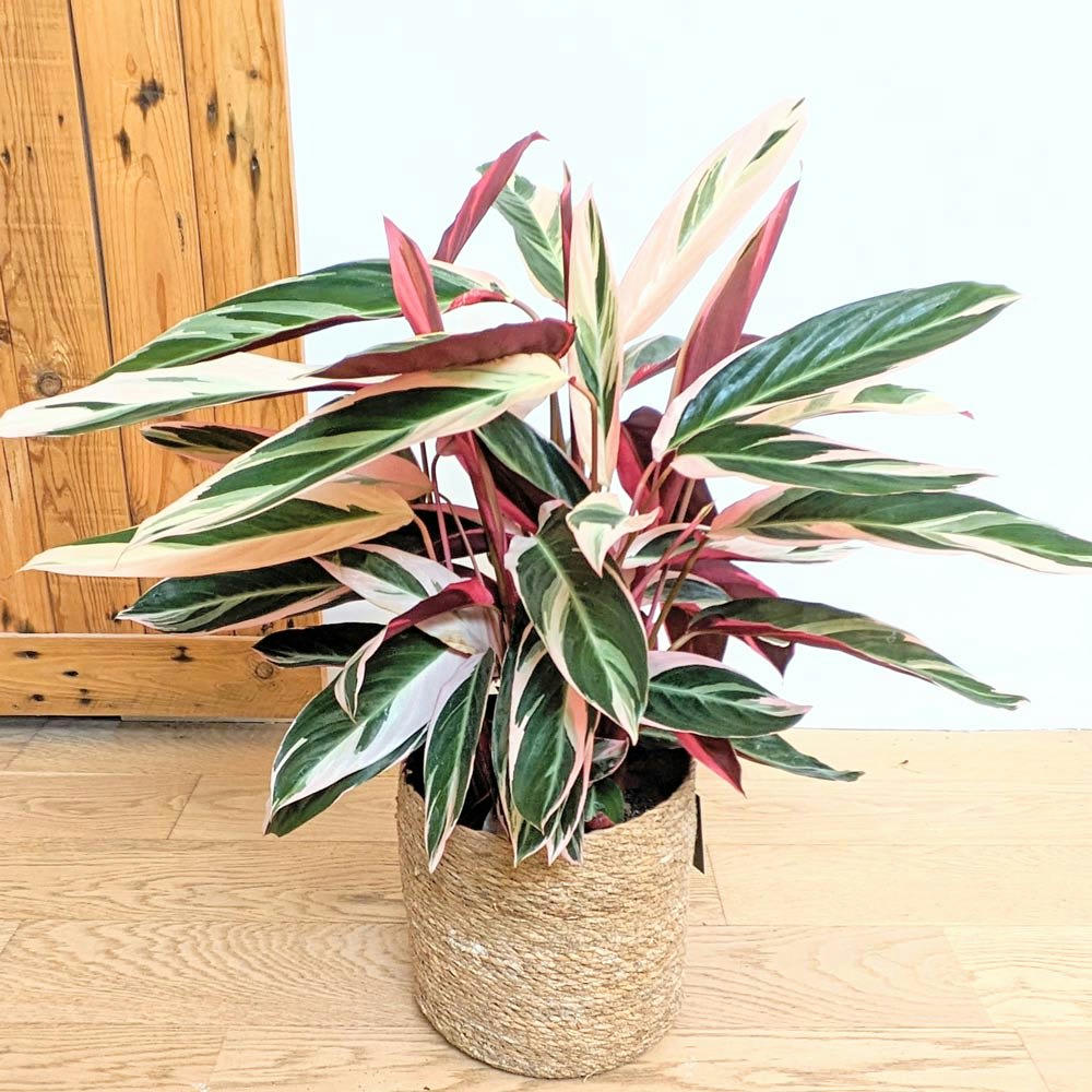 - Tristan, calathea triostar 85cm + cache-pot