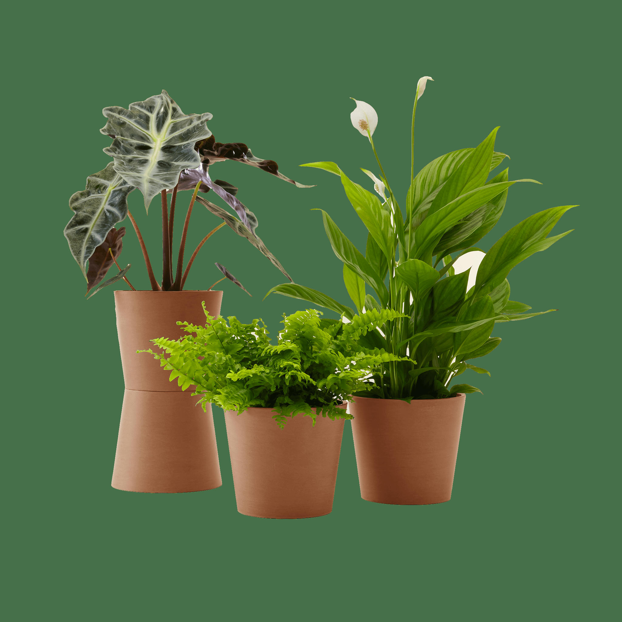 - Plante - Spathiphyllum, Bananier, Nephrolepis pot terra