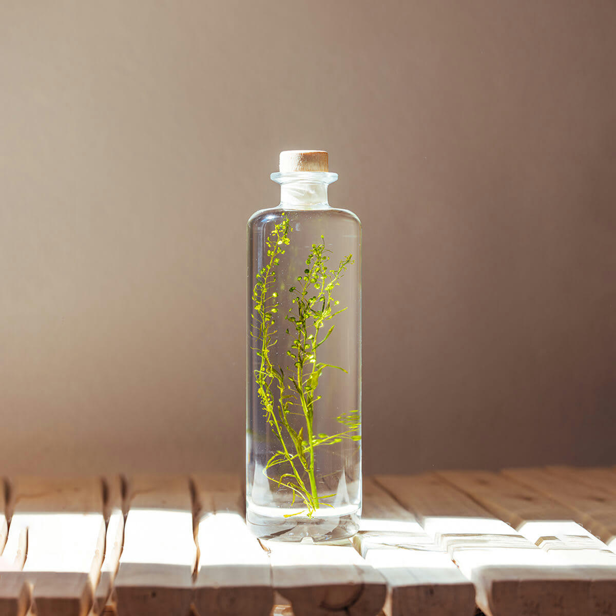 HERBARIUM DE THEOPHILE - Plante immergée Lepidium vert