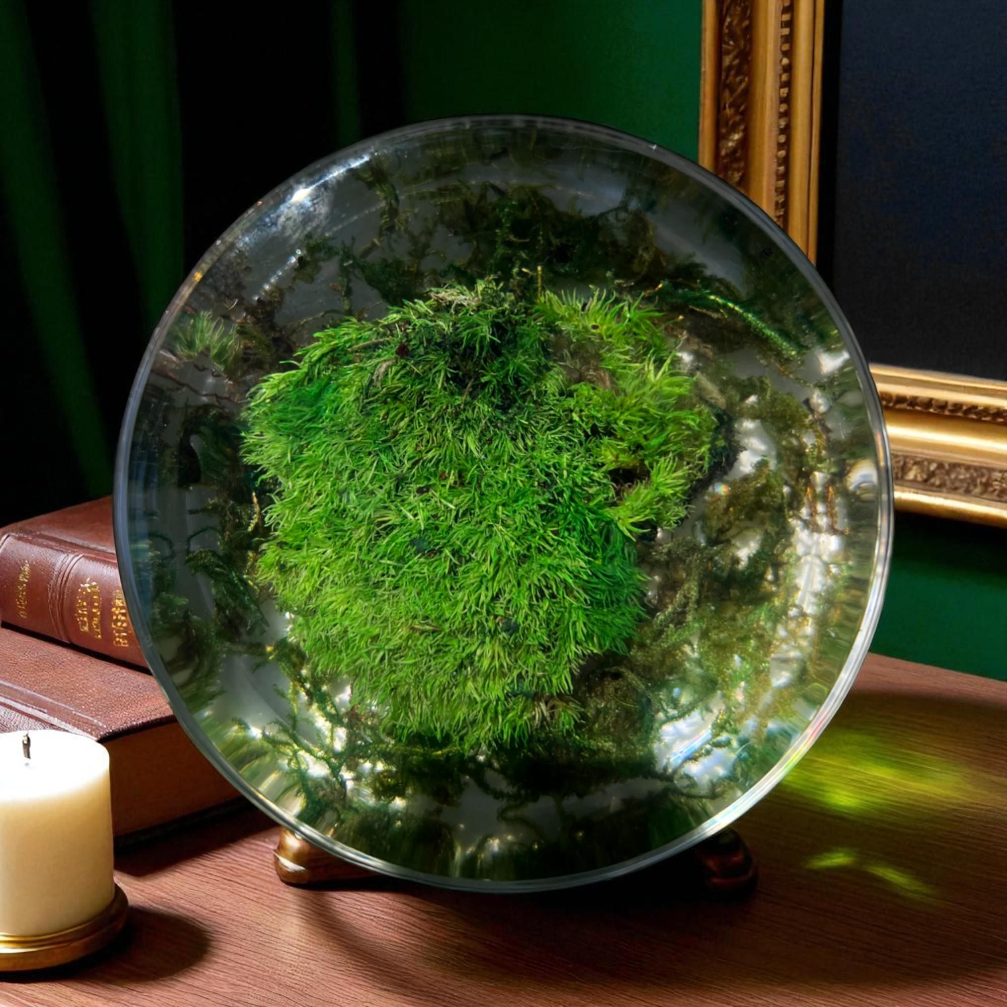 Preserved Moss Paperweight | Clear Resin Desk Decor | Biophilic Art Gift | Unique Office Home Accent | Handcrafted Nature Decor by Serenzy