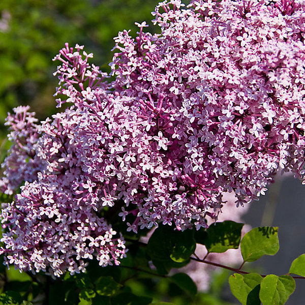 2 x Syringa microphylla 'Superba' - 40-60 cm pot