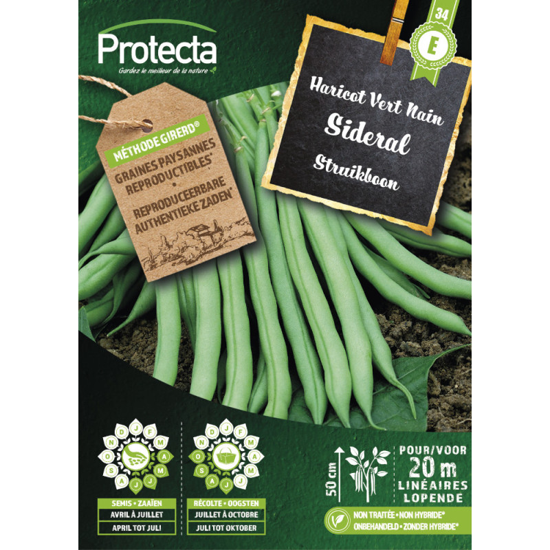 Semences d'haricot Vert Nain Sideral PROTECTA