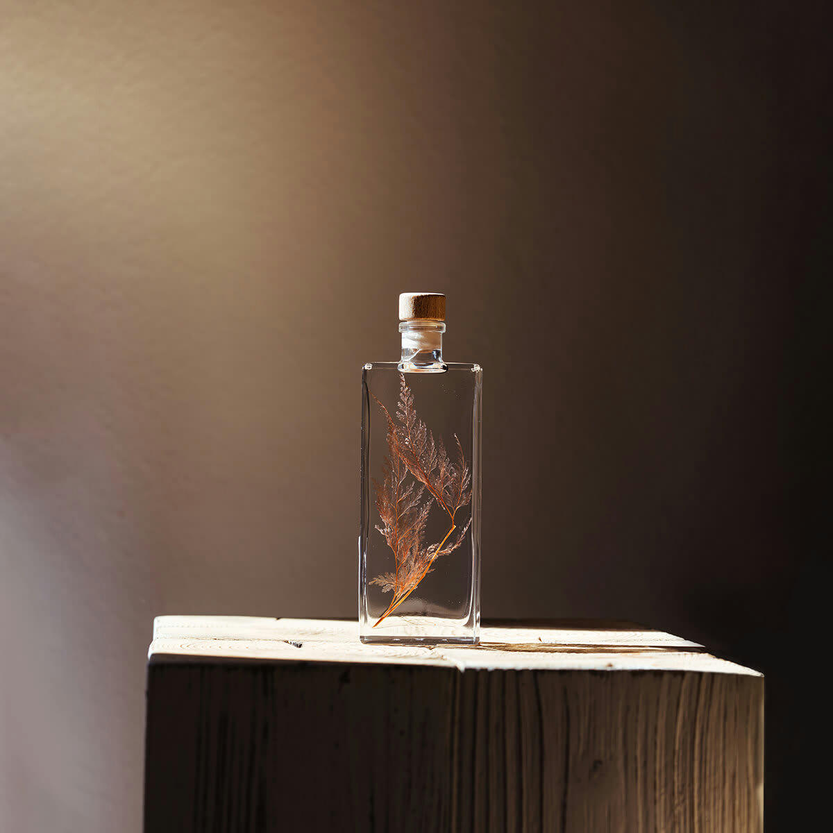 HERBARIUM DE THEOPHILE - Plante immergée Fougère Flocon blush