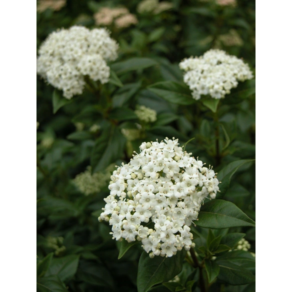 Mittelmeer-Schneeball, Viburnum tinus, Blätter: grün, Blüten: creme