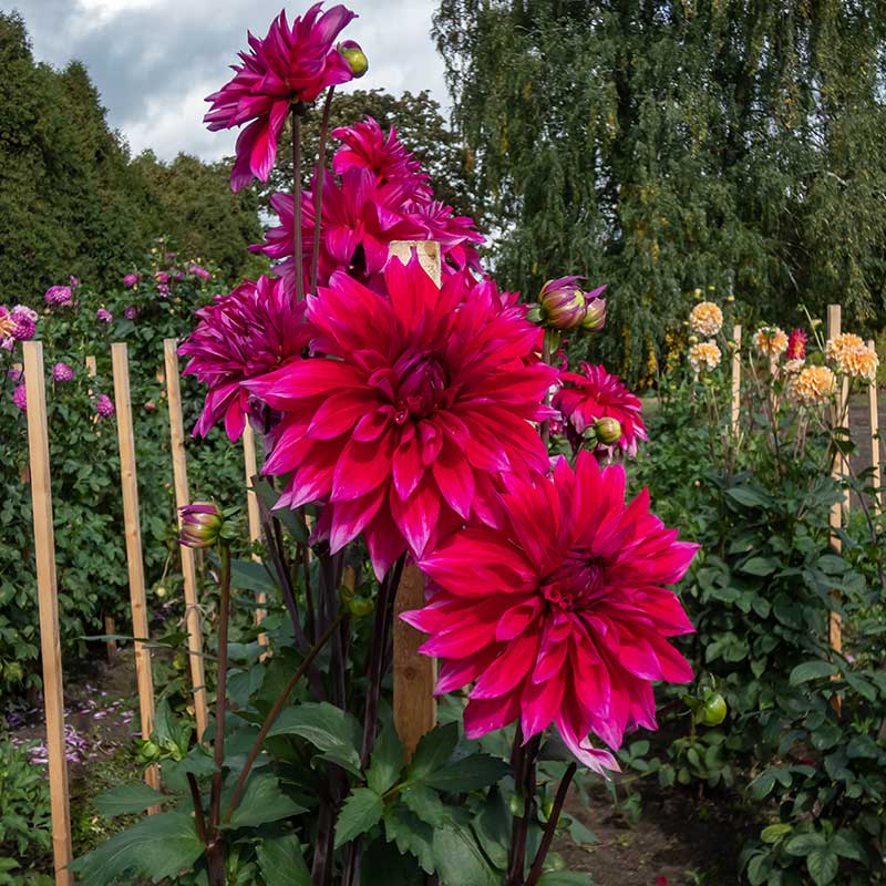 Dekorativdahlia 'Babylon Purple'