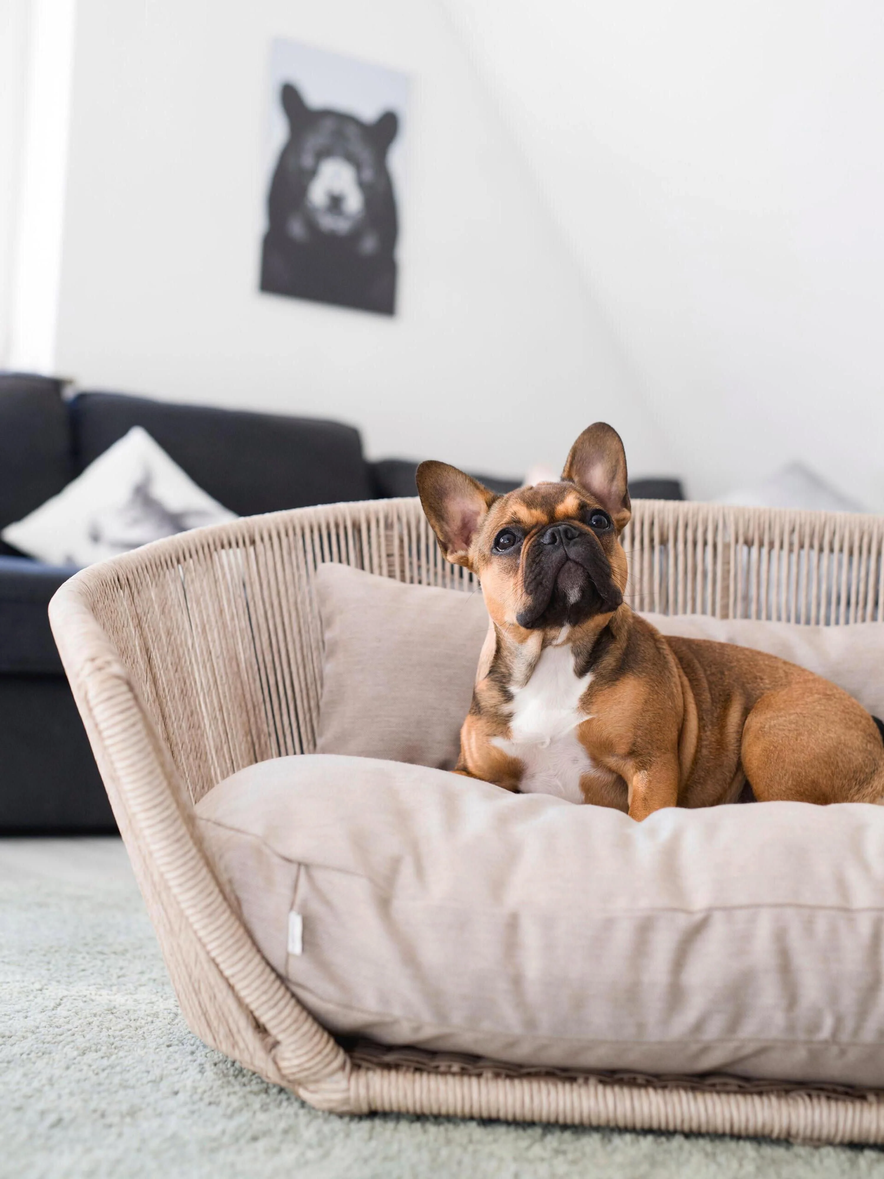 In- & Outdoor-Hundebett Vogue