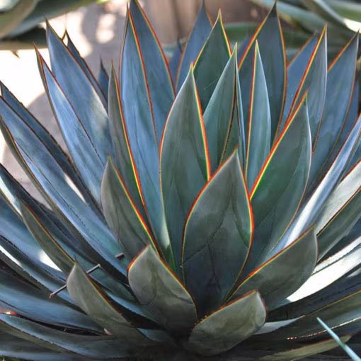 Blue Glow Agave Plant - 4 Inch Neon Red Edge Powder Blue Indoor Rosette