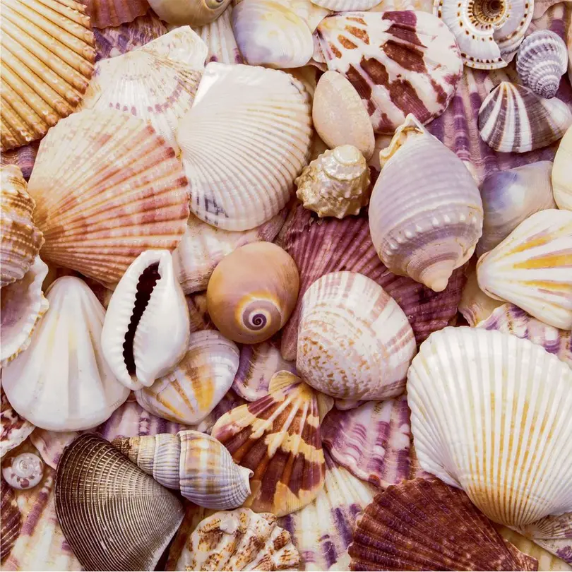 Serviette 20er-Set Seashells