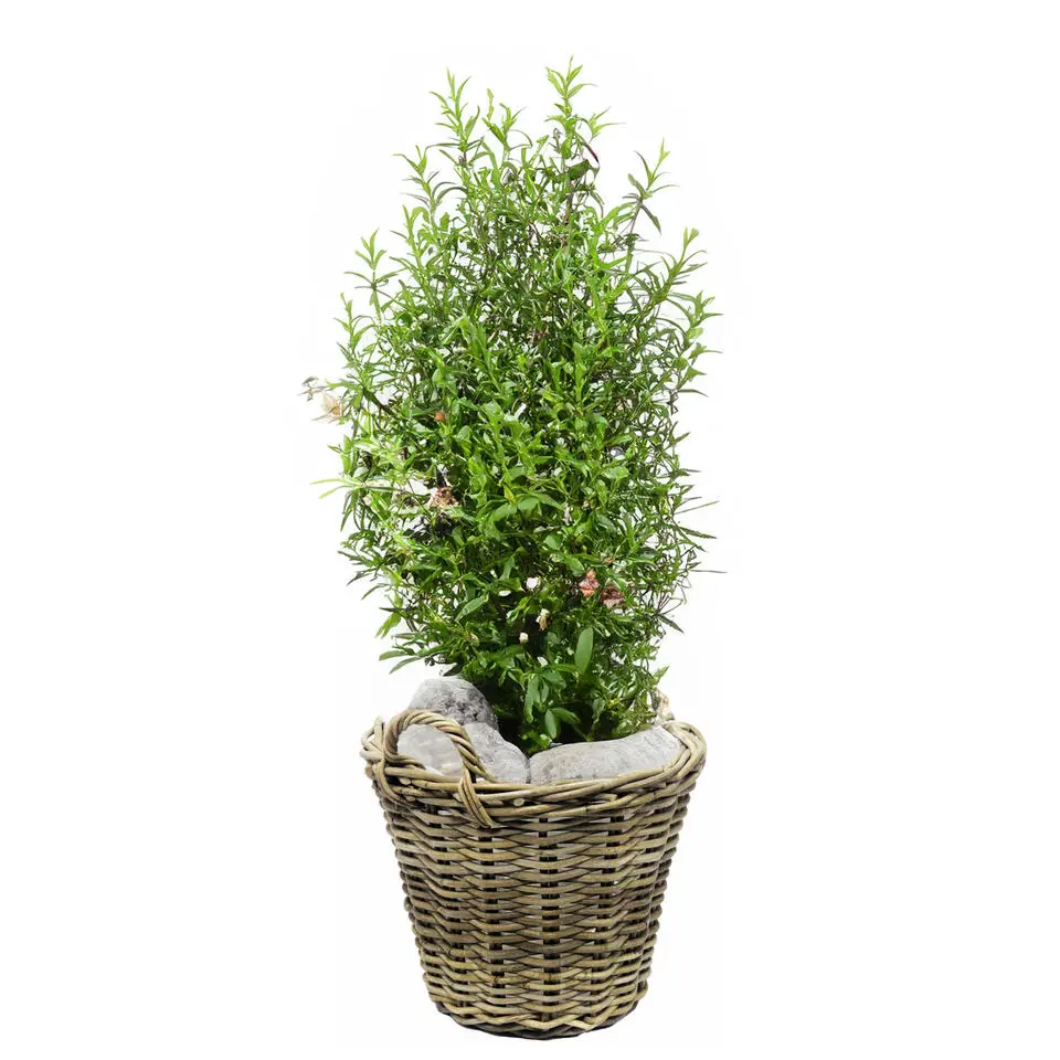 Van der Leeden Planten mand met hengsels - rotan - D30 x H23 cm
