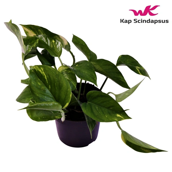 Efeutute Epipremnum pinnatum