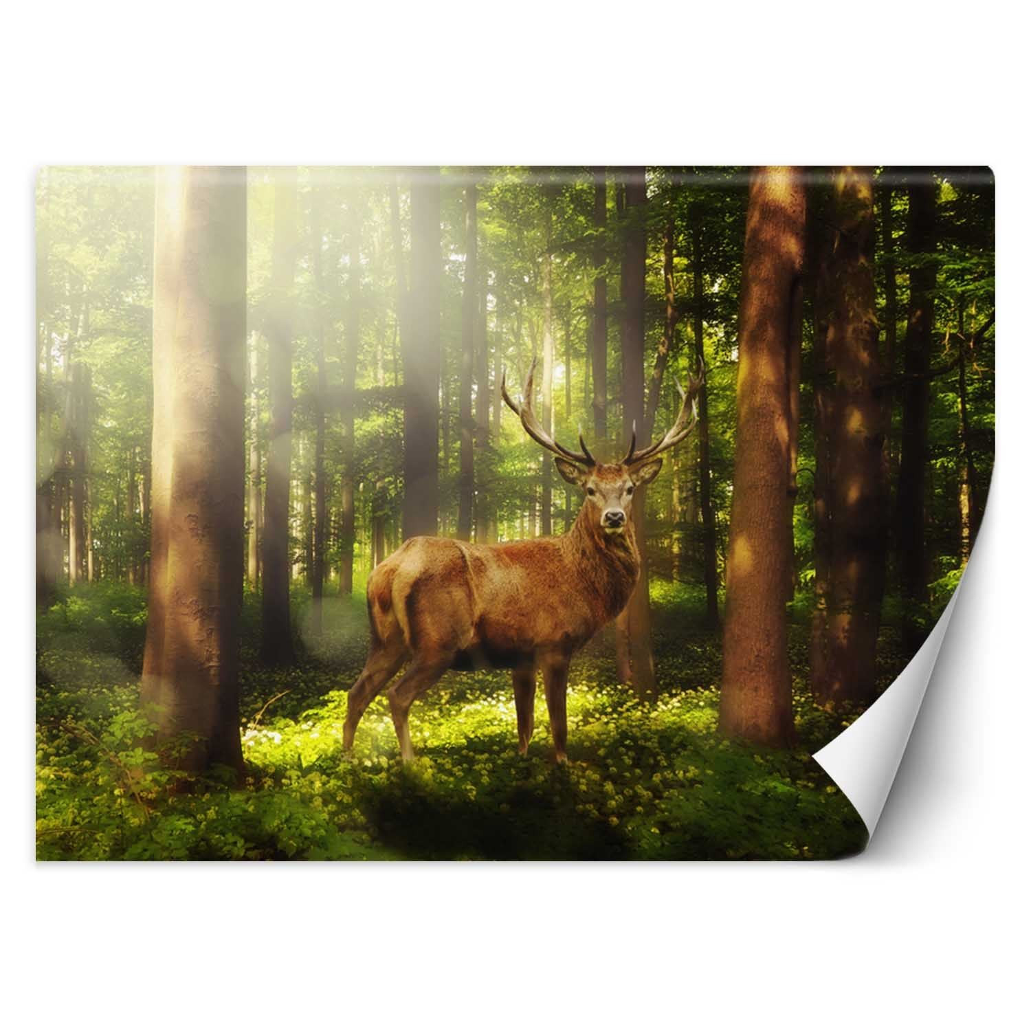 Feeby Fototapeta, Jeleń w lesie 150x105