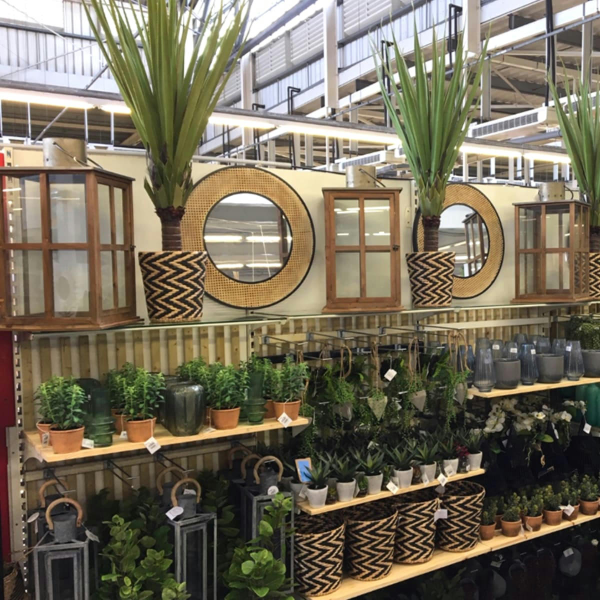 - Mini cactus en pot