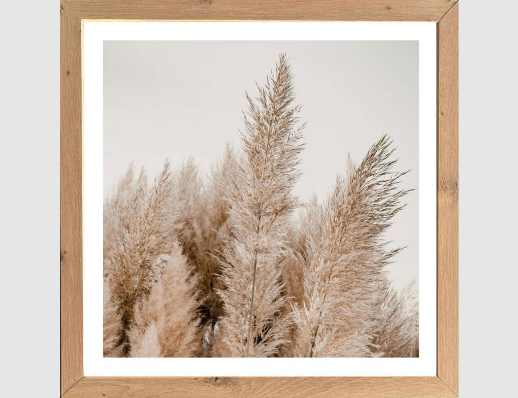 Bild Pampasgras Natur