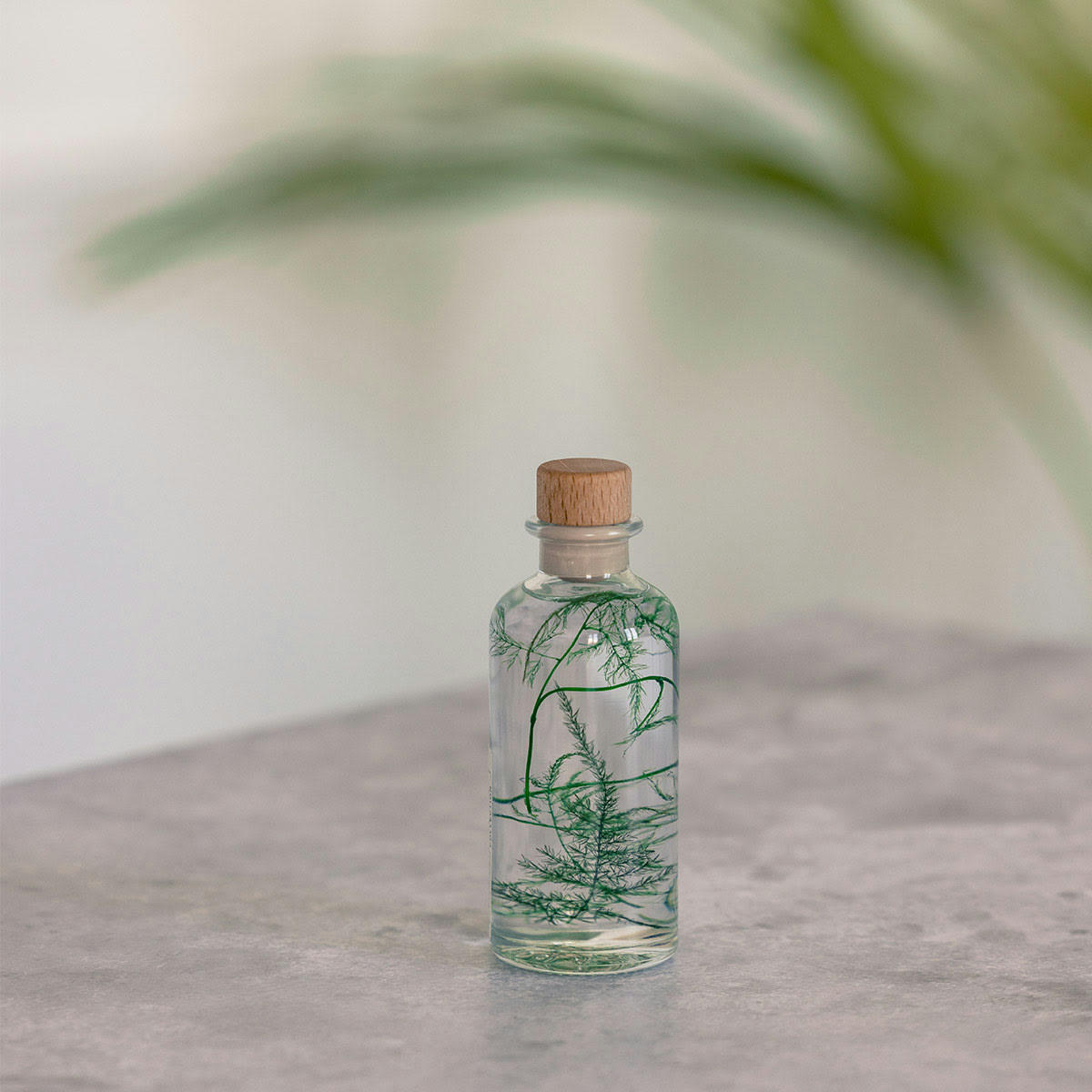 HERBARIUM DE THEOPHILE - Plante immergée Asparagus plumosus