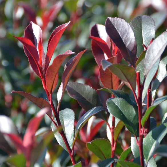 Glanzmispel Photinia fraseri »Red Select«