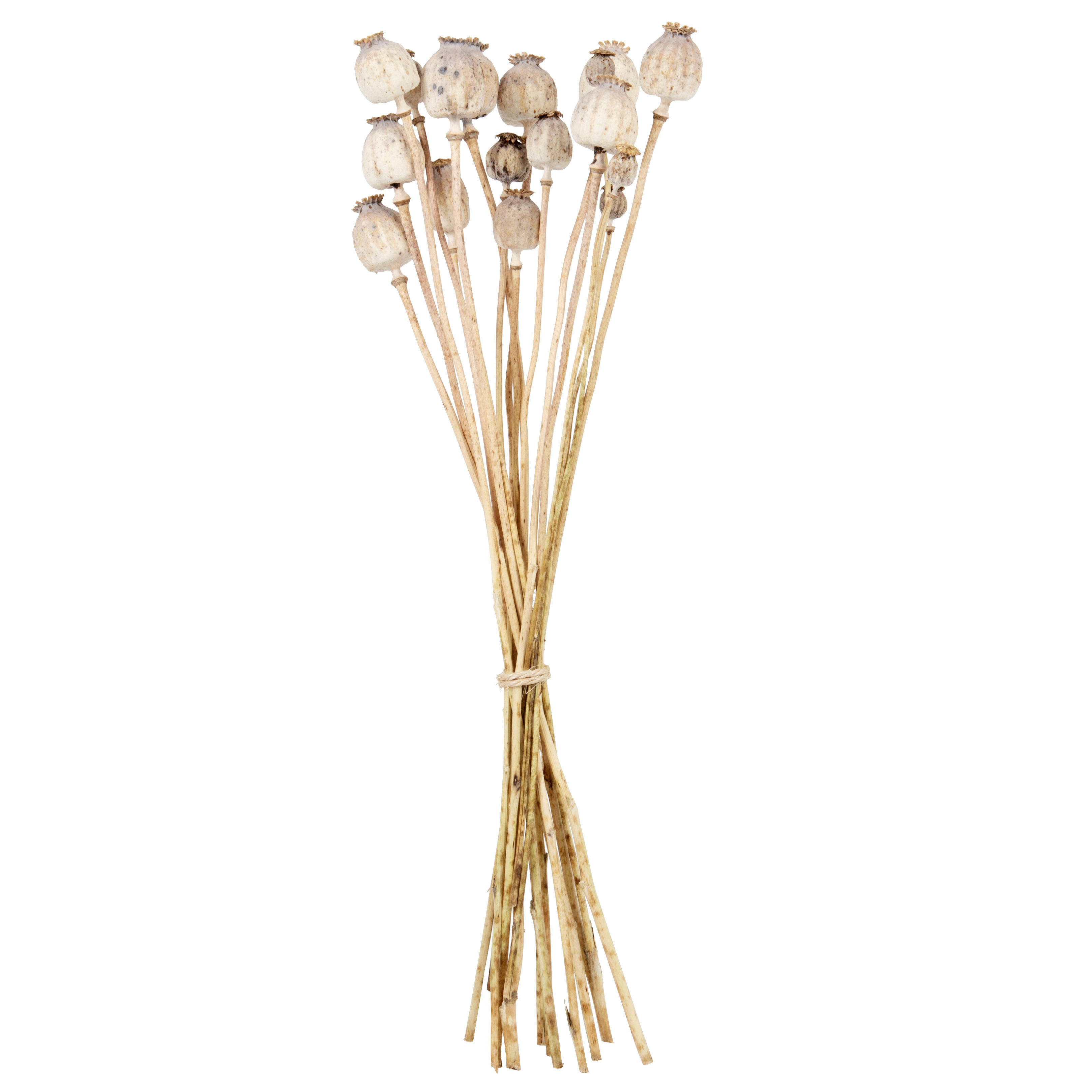 PAVOTS - Bouquet de pavots séchés marron