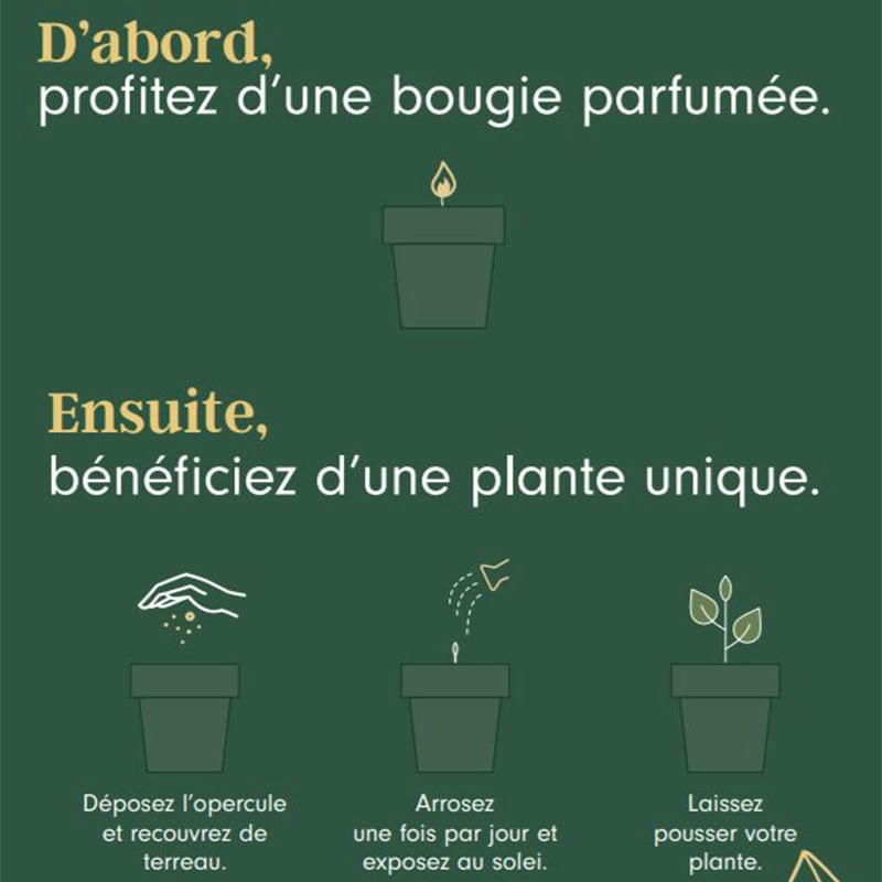 - Bougie 40h Bois d'olivier - graines Thym