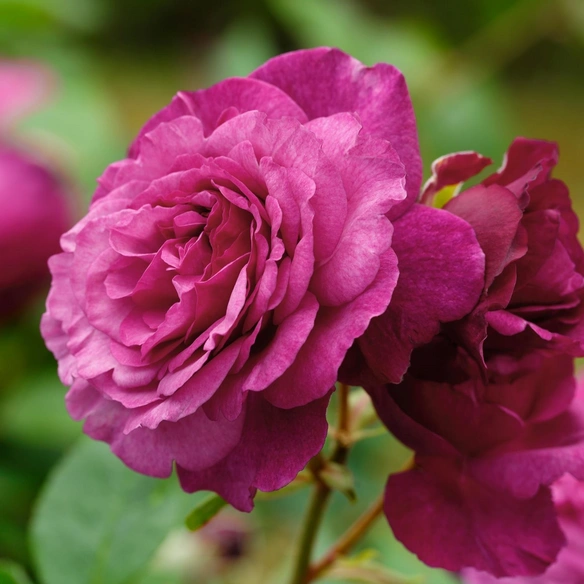 Beetrose, Rosa x hybrida »Kaffe Fassett«, Blüte: violett, gefüllt