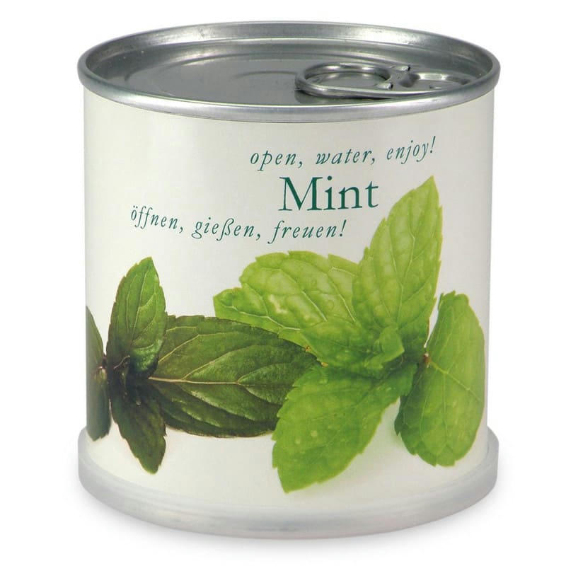 - Menthe à faire pousser en boite