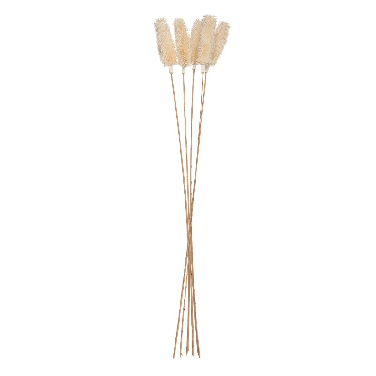 Bunch of dried plants H.78 cm
