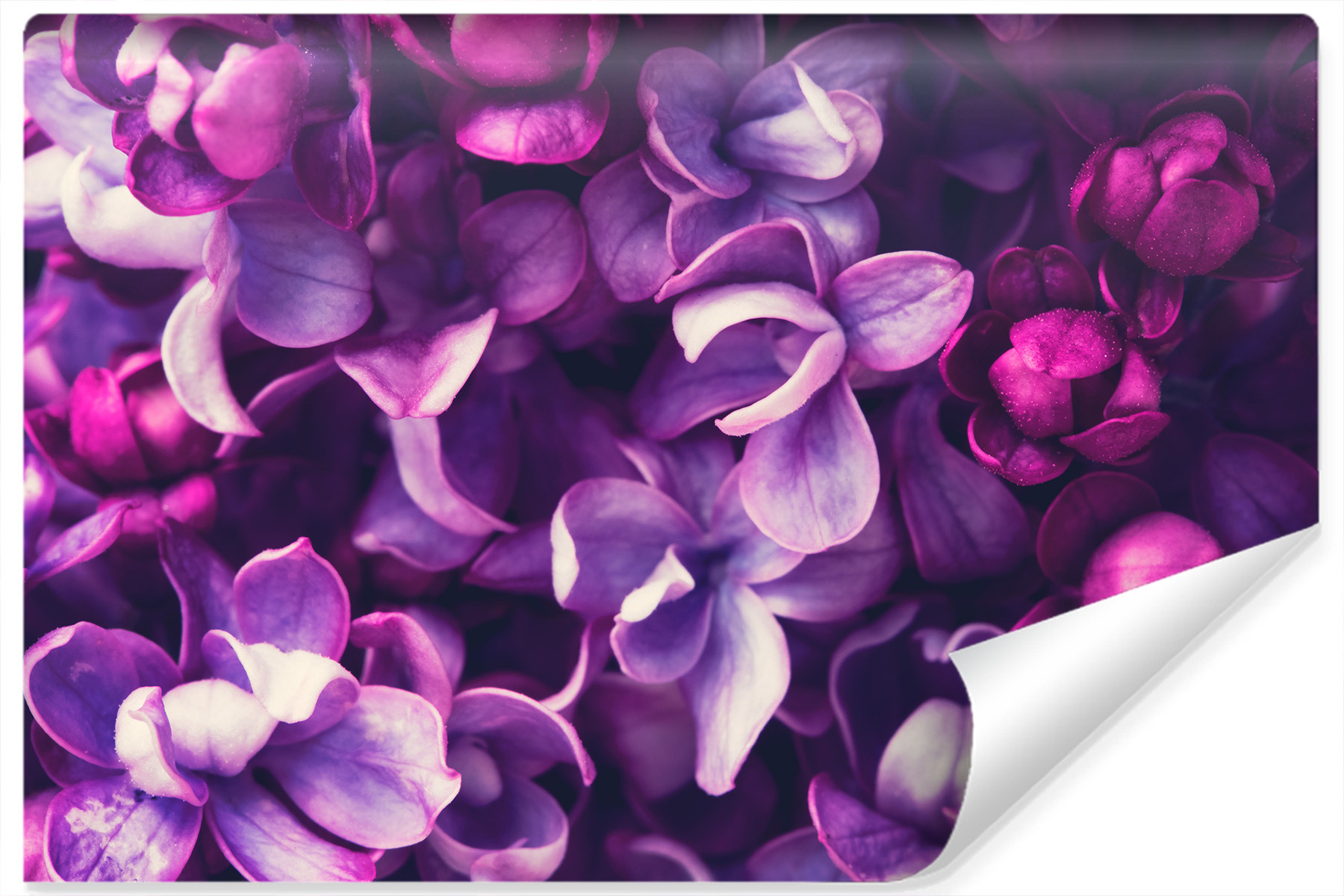 Fototapeta Fioletowe KWIATY Bzu Natura 3D 90x60cm