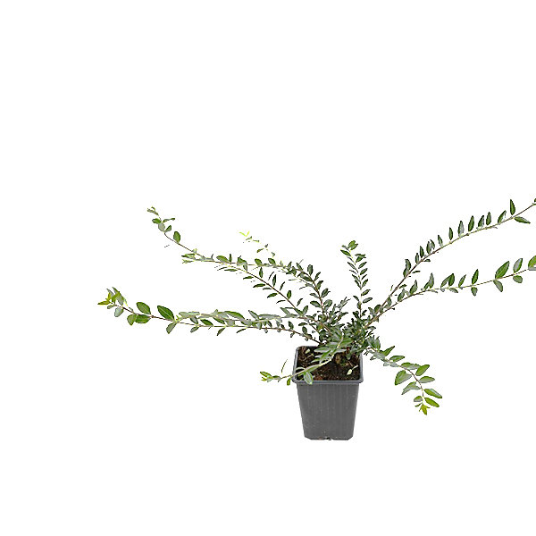 2 x Chèvrefeuille à cupule - Lonicera pileata- 30-40 cm pot