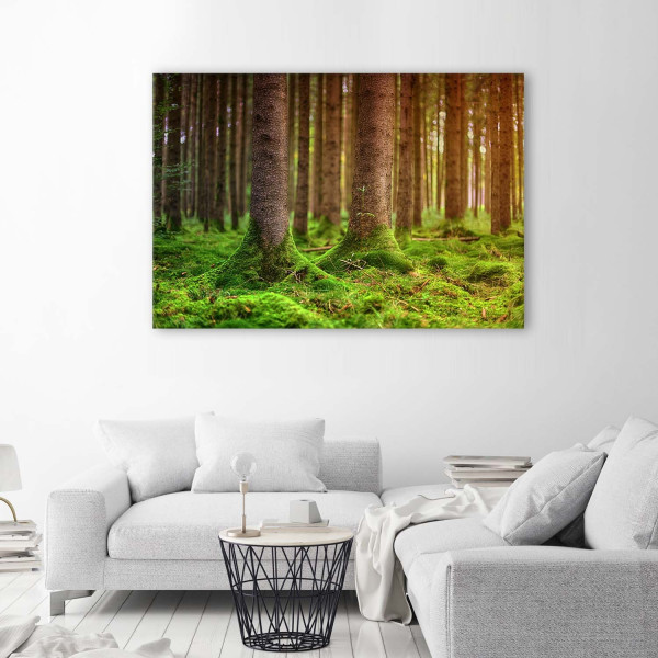 Feeby Obraz na płótnie Las drzewa mech natura 60x40