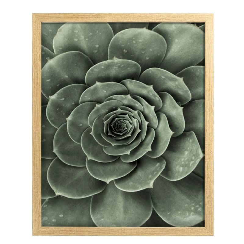 SUCULENT - Photo encadrée baguette en bois FSC recyclable 30x40