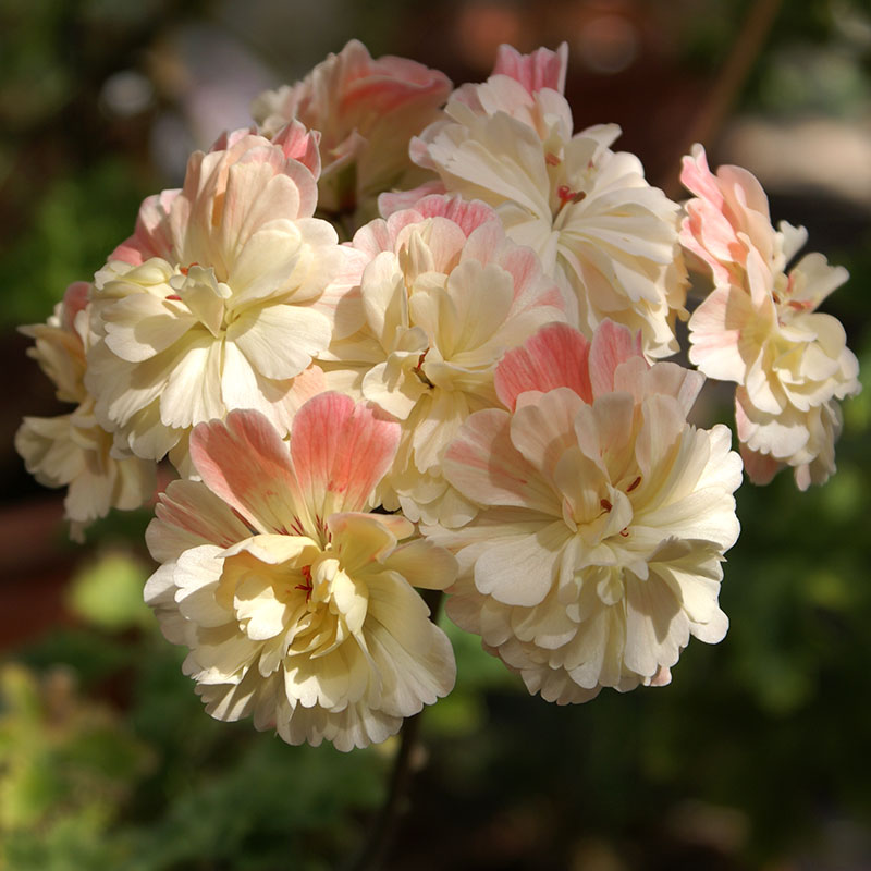 Zonarticpelargon 'Lara Marjorie'
