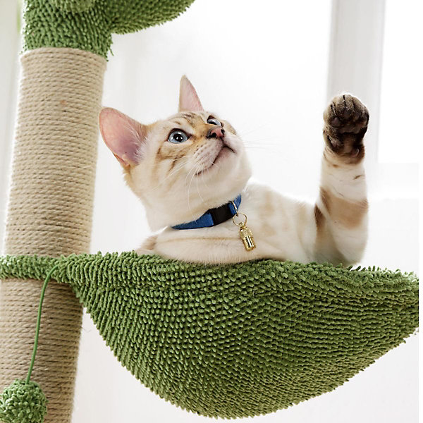 Arbre à Chat Cactus 