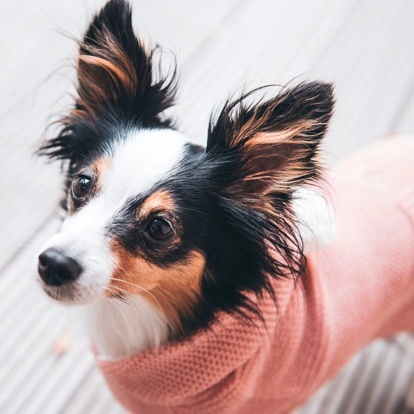 Hundepullover »Rögla«, Hundepullover Rögla 35, rosa