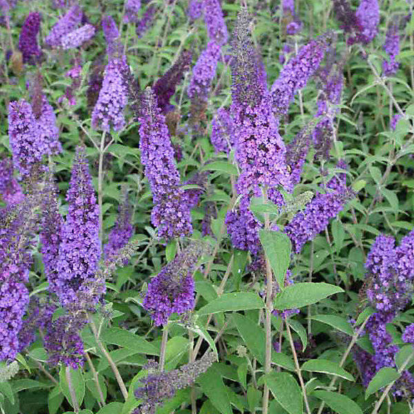 2 x Arbre aux papillons - Buddleja davidii 'Empire Blue'- 40-60 cm pot