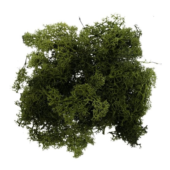 Oasis Dark Green Reindeer Moss 50g