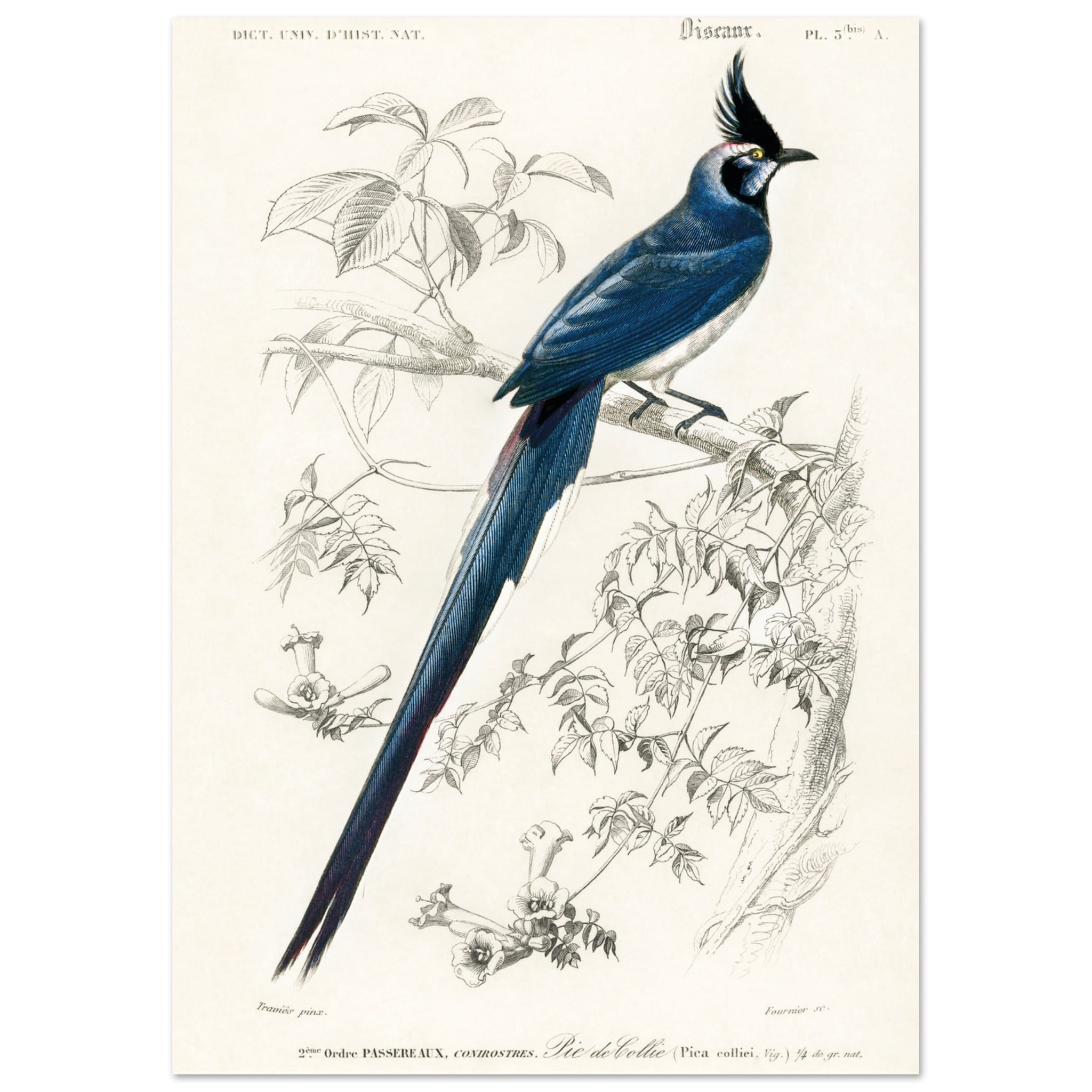 Artfulprints Poster Charles Dessalines d'Orbigny - Black-throated magpie-jay (pica colliei)  - A4 21x29.7 cm - Blauw