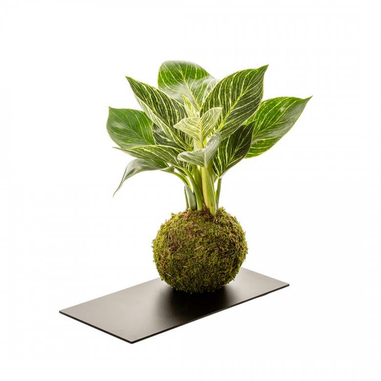 - Kokedama philo white et plateau métal