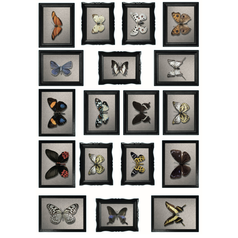 Planche de stickers Cadres de Papillons 48 x 68 cm
