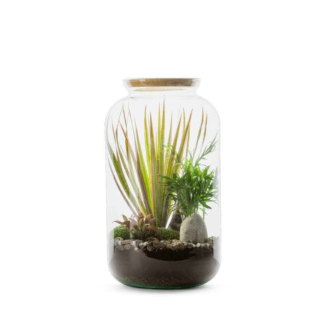 TERRA KIT - Kit terrarium plantes bonbonne mix m (23 x 41 cm)