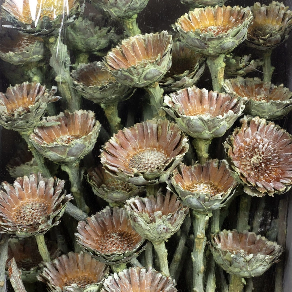 Trockenblumen