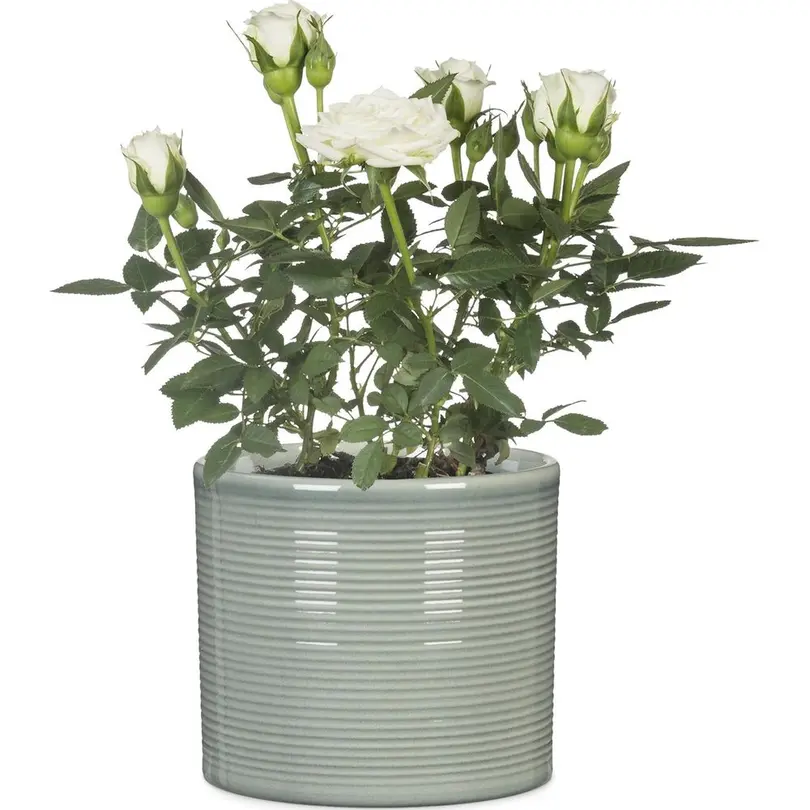 Blumentopf Scheurich