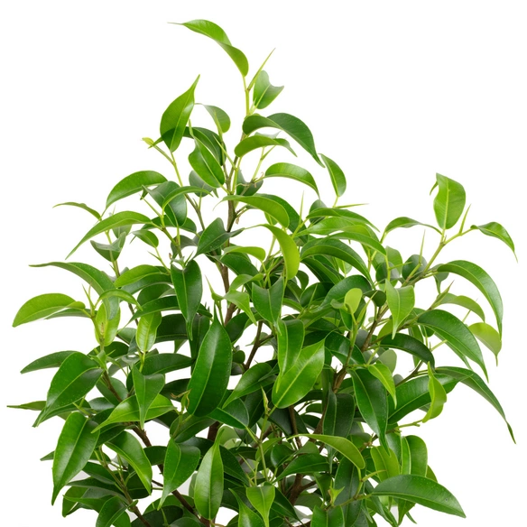 Birkenfeige, Ficus benjamini »Natasja«, im Kunststoff-Kulturtopf