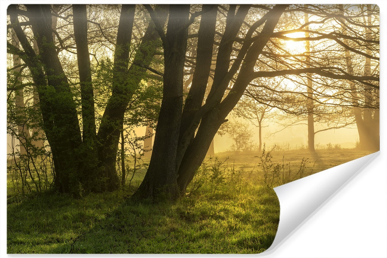 Fototapeta WSCHÓD Słońca Drzewa Polana 3D 90x60cm