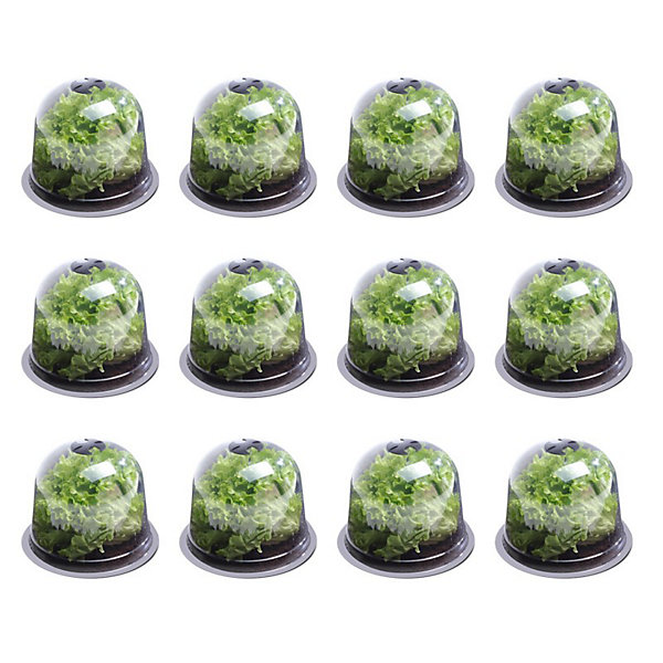 Cloche à salades x12 serre de protection pour plants