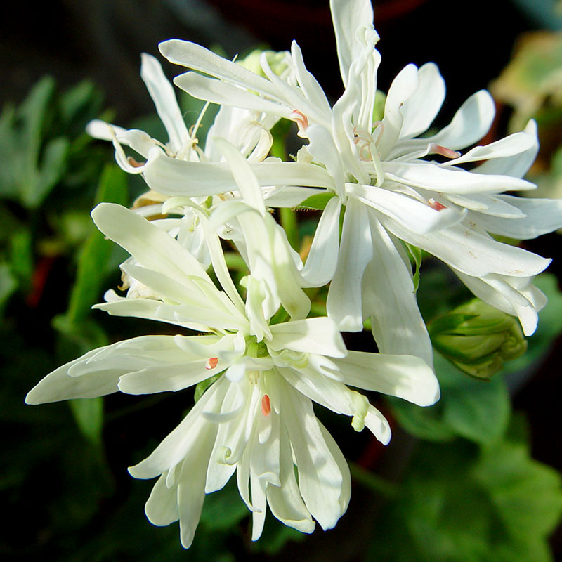 Stjärnpelargon 'Polestar'