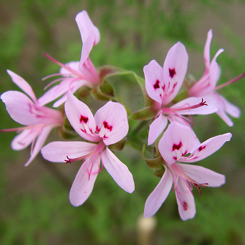 Vildpelargon P. denticulatum